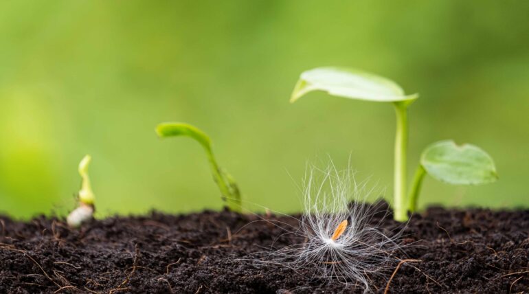 Métodos de dispersión de plantas y dispersión de semillas